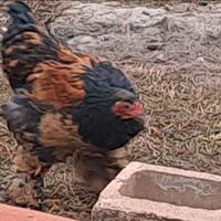 Gallo mille fiori brhama