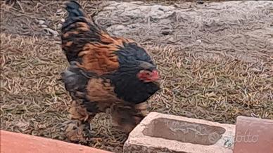 Gallo mille fiori brhama