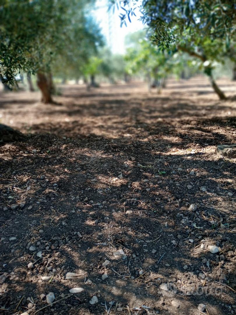 Terreno fondo agricolo - View 6