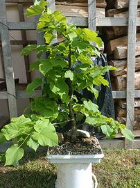 Pre bonsai