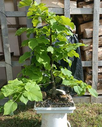 Pre bonsai