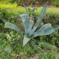 Agave americana blu