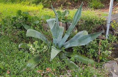 Agave americana blu