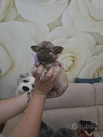 Chihuahua