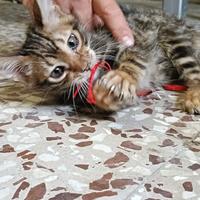 Cuccioli gatto Bengala