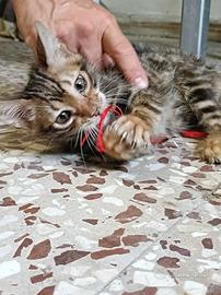 Cuccioli gatto Bengala