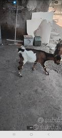 Capretto tibetano