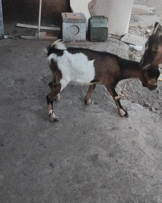 Capretto tibetano