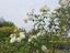Immagine 27