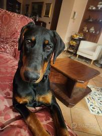 Dobernann femmina sterilizzata