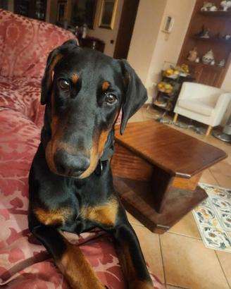 Dobernann femmina sterilizzata