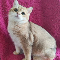 Scottish straight pedigree ENFI