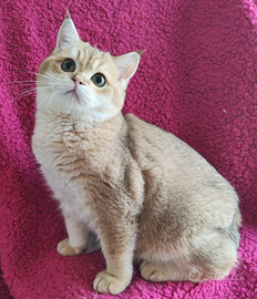 Scottish straight pedigree ENFI