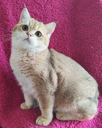 Scottish straight pedigree ENFI