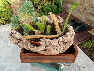 Composizione Piante grasse 
