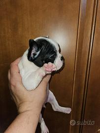 Bulldog Francese bianco nero