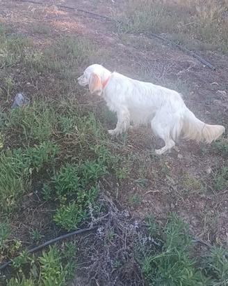Cuccioloni di setter di 8 mesi aviati sulla