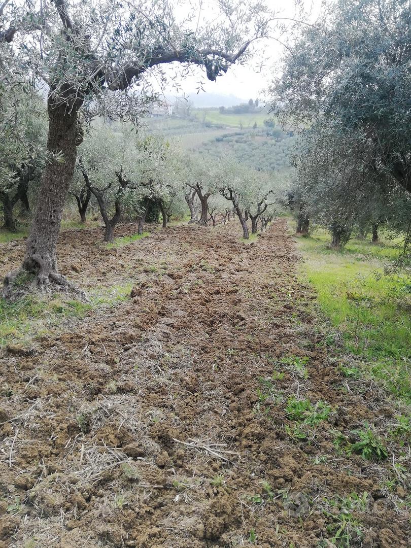 Terreno coltivato a uliveto - Vista 3