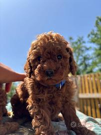 Cuccioli di barboncino