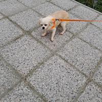 Chihuhua femmina pelo lungo go color crema