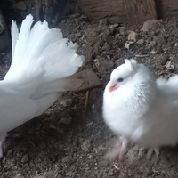 Colombe pavoncelle incrocio indiane