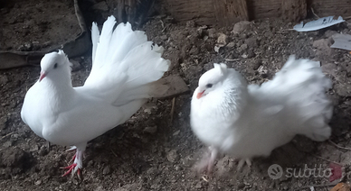 Colombe pavoncelle incrocio indiane