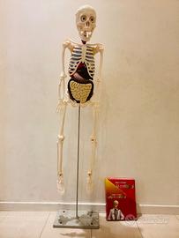 IL CORPO UMANO edicola amica