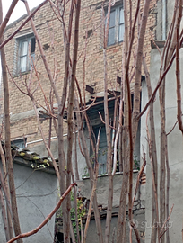 Casolare e terreno leognano