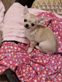 Chihuahua maschirtto