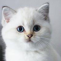 Gattini