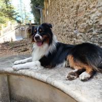 Pastore australiano per monta