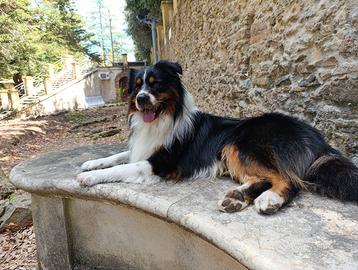 Pastore australiano per monta