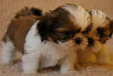 Shihtzu