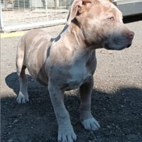 American bully Xl