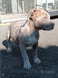 American bully Xl