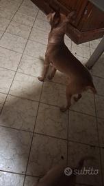Cuccioli di pinscher