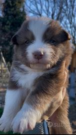 Cucciolo Red Merle Pastore Australiano