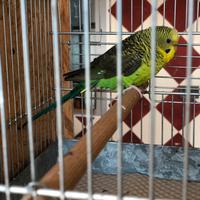 Ala nera faccia nera