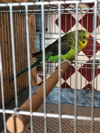 Ala nera faccia nera