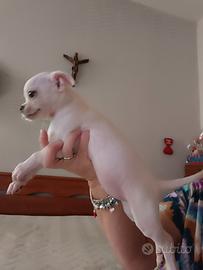Chihuahua