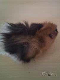 Cavie porcellini d'india