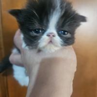 Gatto persiano bicolore