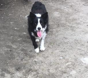 Border Collie femmina