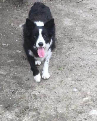 Border Collie femmina