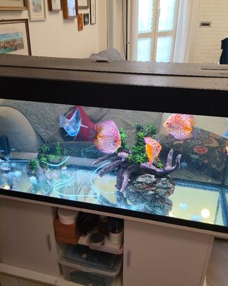 acquario juwel
