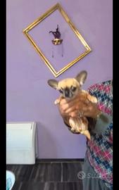 Ias chihuahua mini Toy