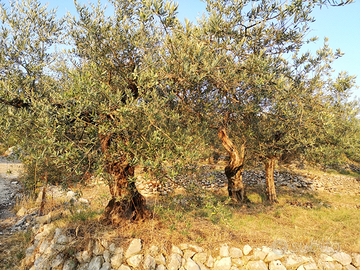 Terreno Uliveto panoramico (BN)