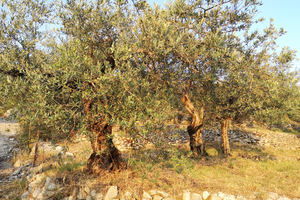 Terreno Uliveto panoramico (BN)