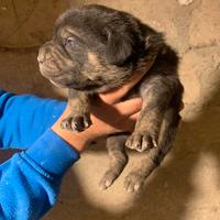 Disponibili cuccioli di cane corso