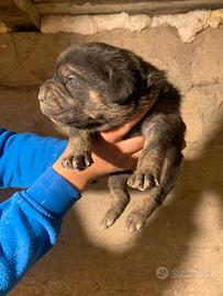 Disponibili cuccioli di cane corso